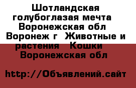 Шотландская голубоглазая мечта - Воронежская обл., Воронеж г. Животные и растения » Кошки   . Воронежская обл.